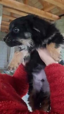 🖤 Vince – ein kleines schwarzes, flauschiges Schnuckelchen auf der Suche nach seinem Glück 🖤, Bichon - Mischling - Rüde