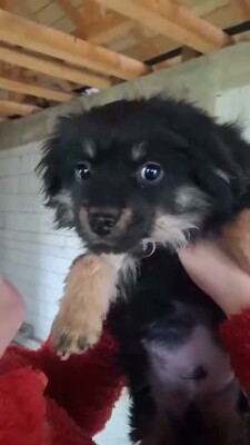 🖤 Vince – ein kleines schwarzes, flauschiges Schnuckelchen auf der Suche nach seinem Glück 🖤, Bichon - Mischling - Rüde