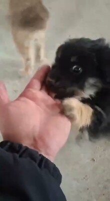 🖤 Vince – ein kleines schwarzes, flauschiges Schnuckelchen auf der Suche nach seinem Glück 🖤, Bichon - Mischling - Rüde