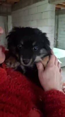 🖤 Vince – ein kleines schwarzes, flauschiges Schnuckelchen auf der Suche nach seinem Glück 🖤, Bichon - Mischling - Rüde