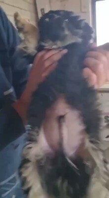 🖤 Vince – ein kleines schwarzes, flauschiges Schnuckelchen auf der Suche nach seinem Glück 🖤, Bichon - Mischling Welpen - Rüde