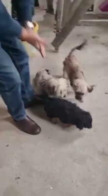 🖤 Vince – ein kleines schwarzes, flauschiges Schnuckelchen auf der Suche nach seinem Glück 🖤, Bichon - Mischling Welpen - Rüde