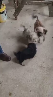 🖤 Vince – ein kleines schwarzes, flauschiges Schnuckelchen auf der Suche nach seinem Glück 🖤, Bichon - Mischling Welpen - Rüde