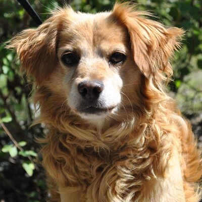 🧡👌Vince liebt Menschen und ist einfach nur glücklich wenn sich um ihn gekümmert wird❤💖, Mischling - Rüde