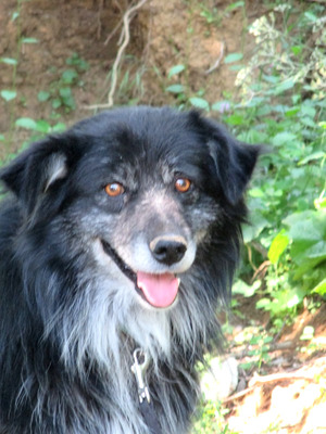 Vince möchte IHNEN sein Hundeherz schenken, Mischling - Rüde