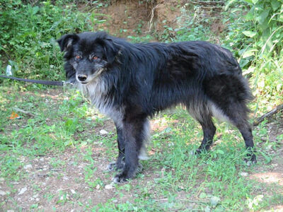 Vince möchte IHNEN sein Hundeherz schenken, Mischling - Rüde