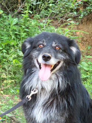 Vince möchte IHNEN sein Hundeherz schenken, Mischling - Rüde