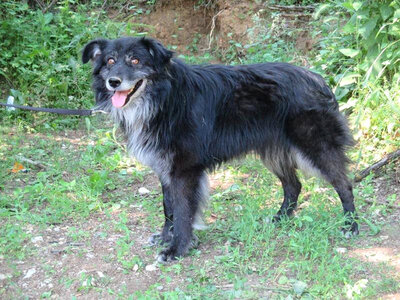 Vince möchte IHNEN sein Hundeherz schenken, Mischling - Rüde