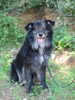 Vince möchte IHNEN sein Hundeherz schenken