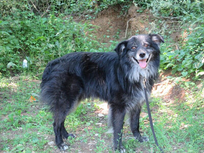 Vince möchte IHNEN sein Hundeherz schenken, Mischling - Rüde