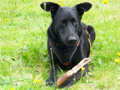 Vincent, Labrador - Deutscher Schäferhund - Rüde