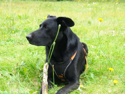Vincent, Labrador - Deutscher Schäferhund - Rüde 8