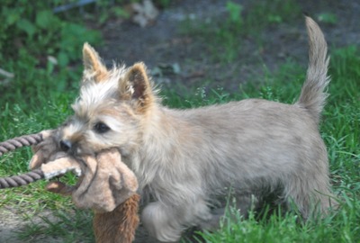 Vincent von der Scheerhorner Haar, Cairn Terrier Welpen - Rüde