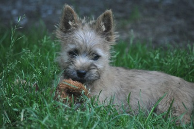 Vincent von der Scheerhorner Haar, Cairn Terrier Welpen - Rüde