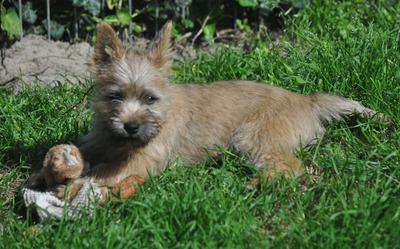 Vincent von der Scheerhorner Haar, Cairn Terrier Welpen - Rüde