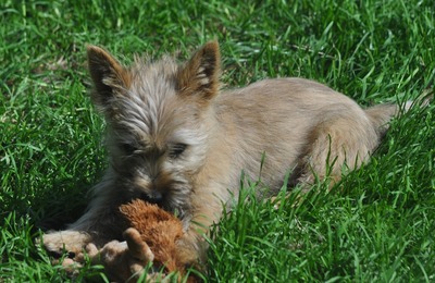 Vincent von der Scheerhorner Haar, Cairn Terrier Welpen - Rüde