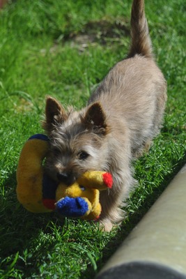 Vincent von der Scheerhorner Haar, Cairn Terrier Welpen - Rüde