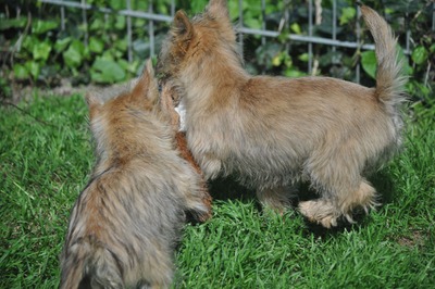 Vincent von der Scheerhorner Haar, Cairn Terrier Welpen - Rüde