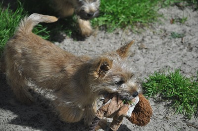 Vincent von der Scheerhorner Haar, Cairn Terrier Welpen - Rüde