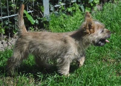 Vincent von der Scheerhorner Haar, Cairn Terrier Welpen - Rüde