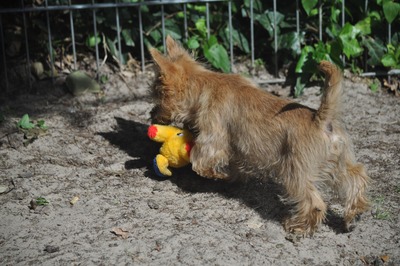 Vincent von der Scheerhorner Haar, Cairn Terrier Welpen - Rüde