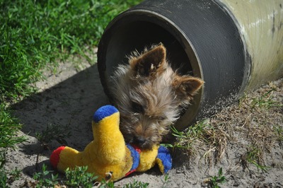 Vincent von der Scheerhorner Haar, Cairn Terrier Welpen - Rüde