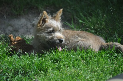 Vincent von der Scheerhorner Haar, Cairn Terrier Welpen - Rüde