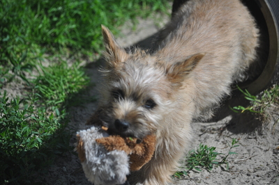 Vincent von der Scheerhorner Haar, Cairn Terrier Welpen - Rüde