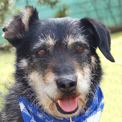 Vincento, Schnauzer-Mix - Rüde