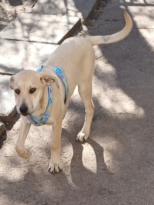 Vincenzo, Mischling Welpen - Rüde