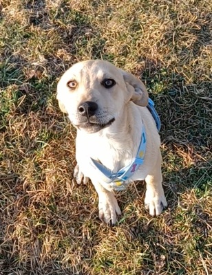 Vincenzo, Mischling Welpen - Rüde