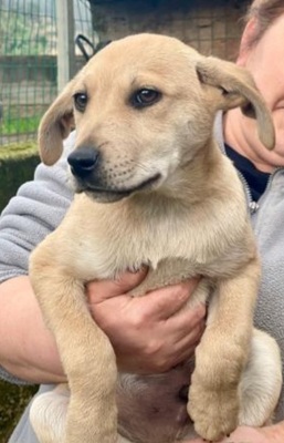 Vincenzo, Mischling Welpen - Rüde