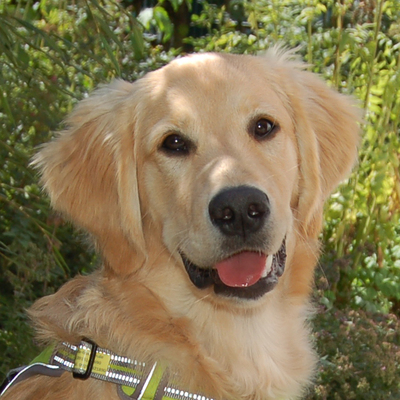 Vinnie-Boy, Golden-Labradoodle-Mix - Rüde