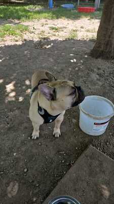 Vinnie, Französische Bulldogge - Rüde