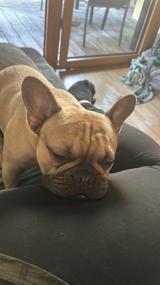 Vinnie, Französische Bulldogge - Rüde