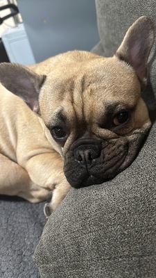 Vinnie, Französische Bulldogge - Rüde