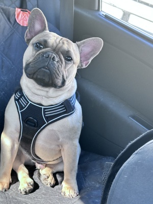 Vinnie, Französische Bulldogge - Rüde