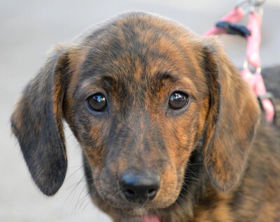 Viola, Welpen - Hündin