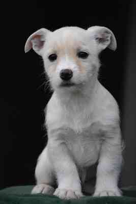 Violet sucht ihr für-immer-Zuhause, Westhighland-White-Terrier-Mix Welpen - Hündin