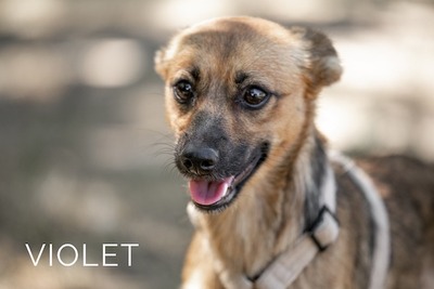 Violet - zartes Hundemädchen, ca. 10 Monate/38cm/6kg, Mischling - Hündin