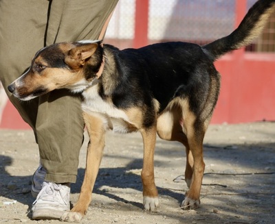 Violeta, MIx - Hündin