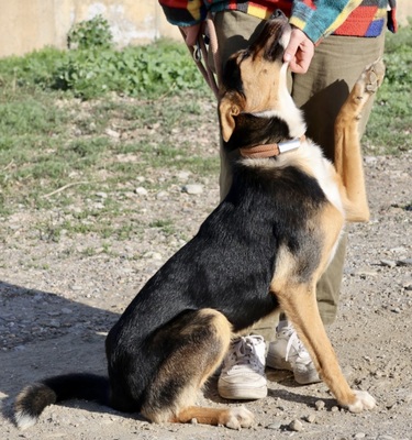 Violeta, MIx - Hündin