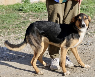 Violeta, MIx - Hündin