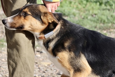 Violeta, MIx - Hündin