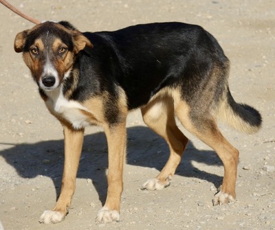 Violeta, MIx - Hündin