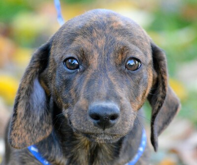 Virgonc, Welpen - Rüde