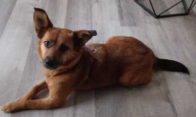 Vita, Mischling - Hündin