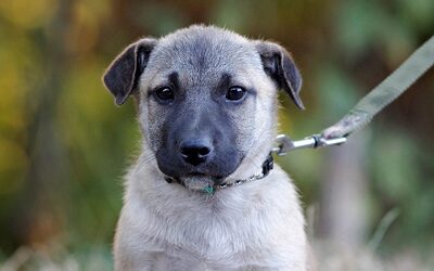 Vitali, Mischling Welpen - Rüde