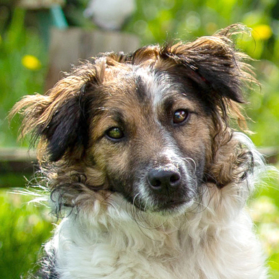 Vitello, Mischling - Rüde