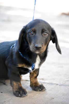 Vitez, Welpen - Rüde